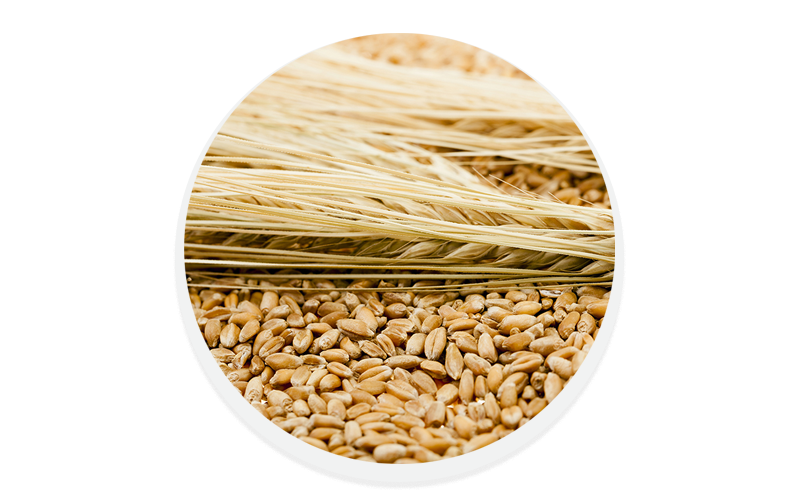 cultivos agrícolas