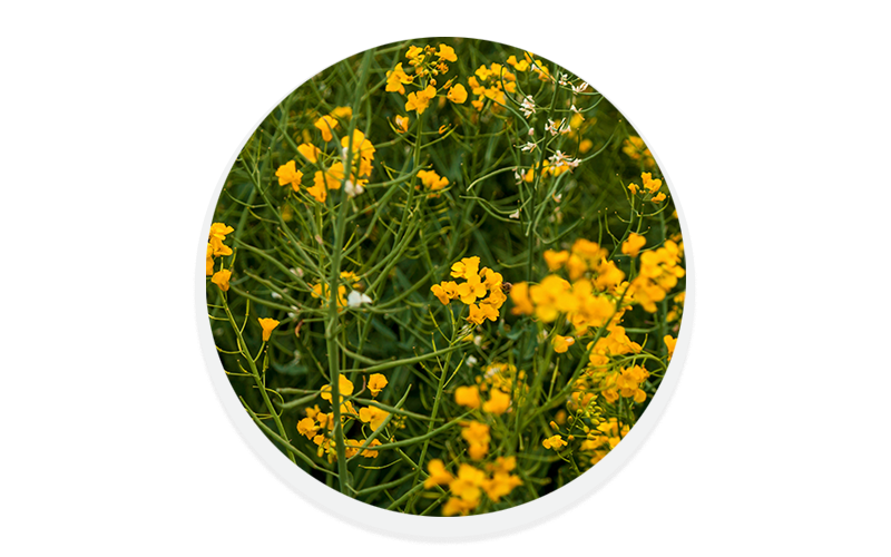 productos agricultura